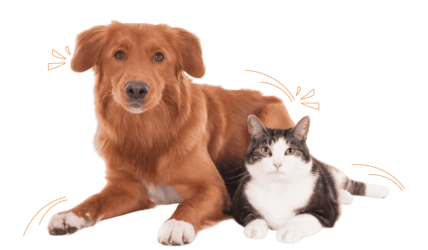 Pet Healthcare Platform